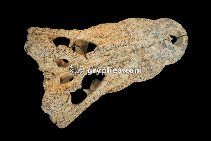 Crâne de Crocodile fossile - gryphea.com